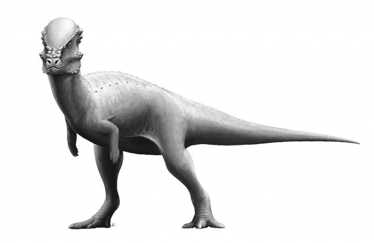 Pachycephalosaurus Fact Sheet - Dinosaur Coloring Pages